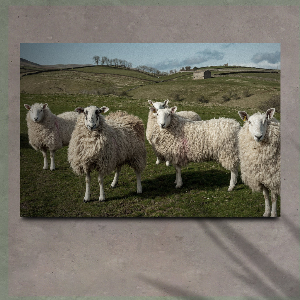 Flock Of Sheep Canvas Wall Art
