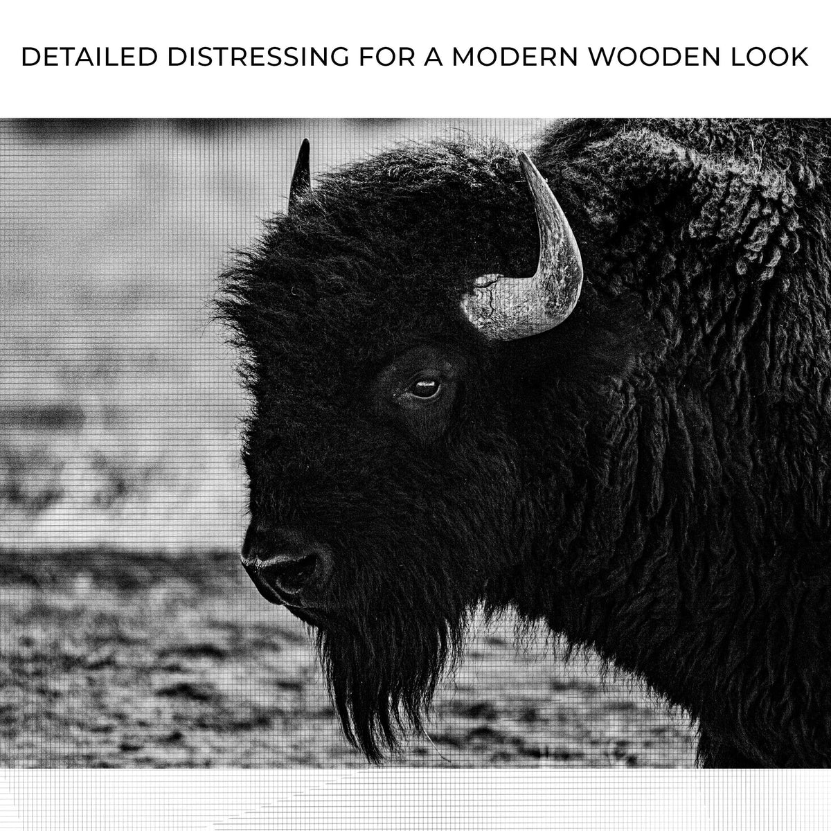 Black and White Bison Canvas Wall Art